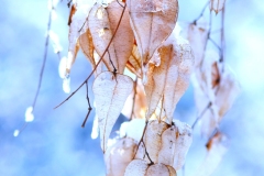 Icy-Leaves